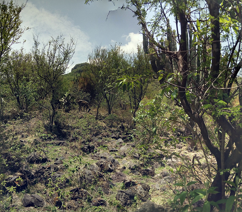 foto:Claudia Nayeli Guerra Guerra  - lo hecho en México