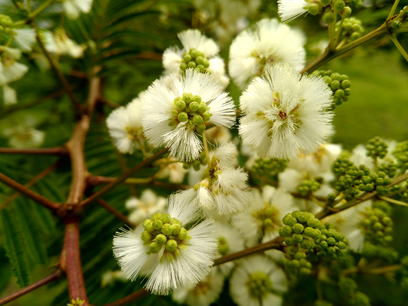 foto:Stefanny Lizet Rangel Pichardo  - lo hecho en México