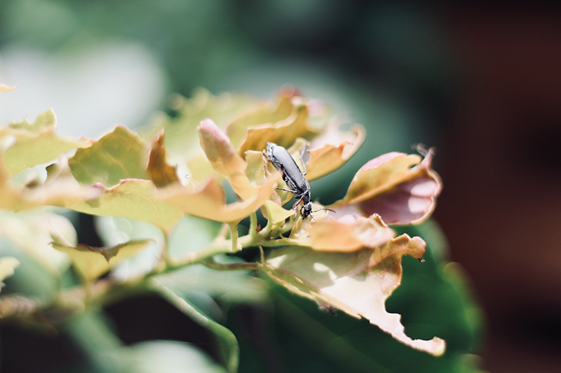 foto:Jacob Morales Lopez Olay  - lo hecho en México