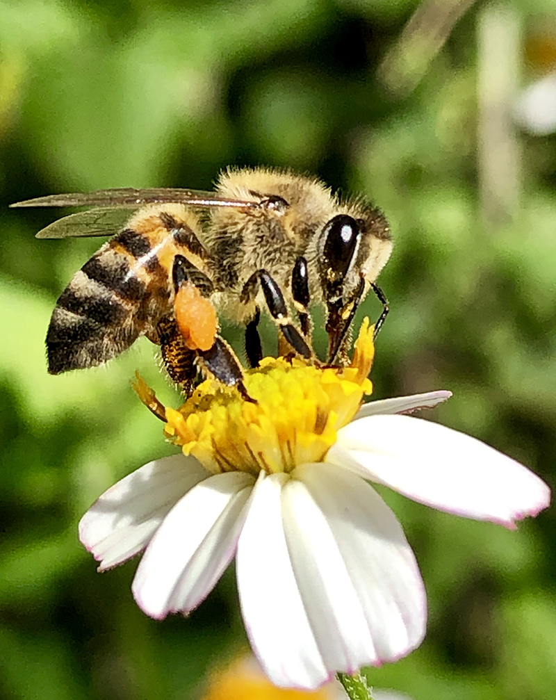 foto:Cora Guadalupe Ortiz castillo  - lo hecho en México