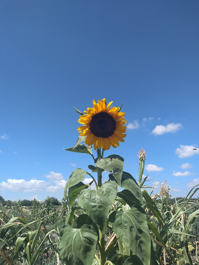 foto:Luis Fernando Rodríguez Escalante  - lo hecho en México