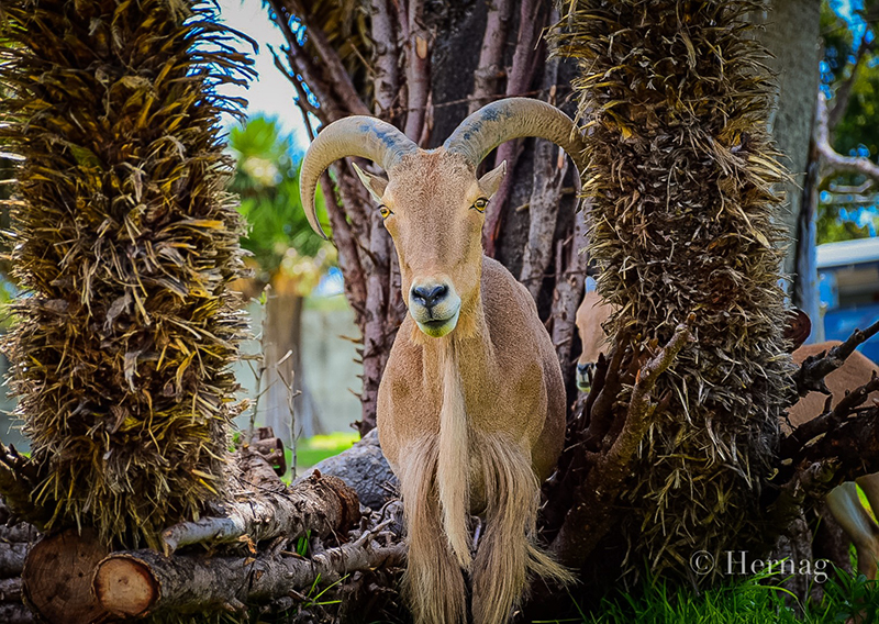 foto:Alberto Hernàndez Guevara   - lo hecho en México