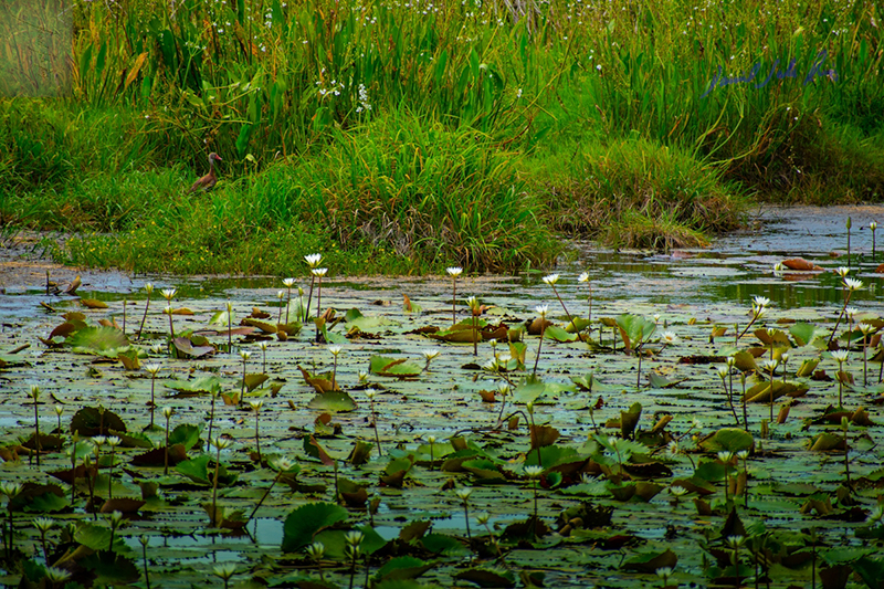 foto:Daniel Sala Ruiz   - lo hecho en México