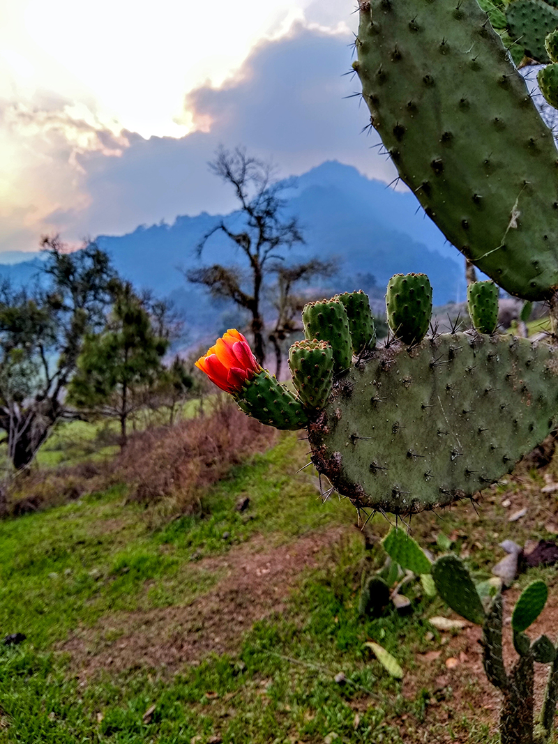 foto:Diego Iván Roque Soto  - lo hecho en México