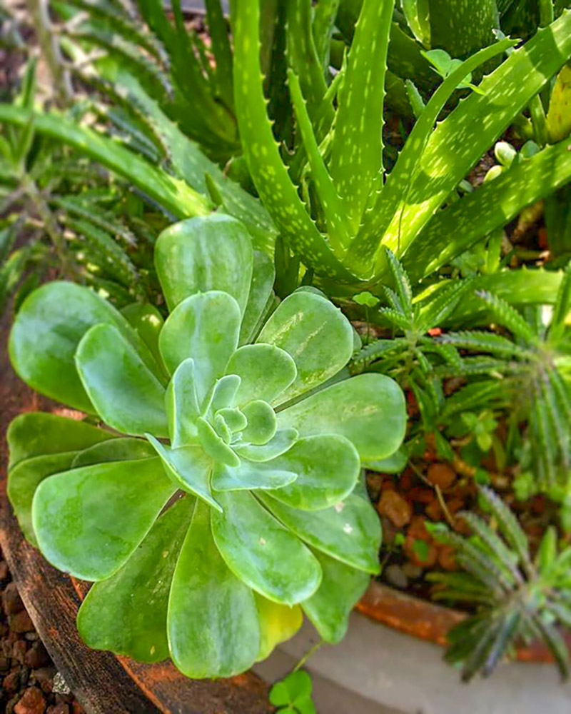 foto:Gladis Urania Carbajal Magaña  - lo hecho en México