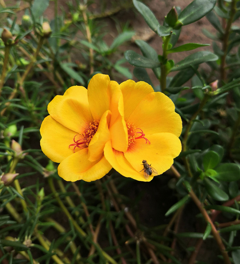 foto:Sergio Diamandy Morales Cisneros   - lo hecho en México