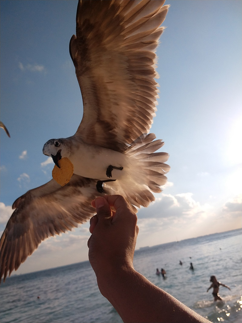 foto:Saulo Manuel Gonzalez Pastrana  - lo hecho en México