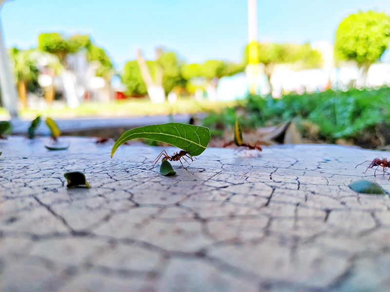 foto:Alejandro Estrada Pérez  - lo hecho en México
