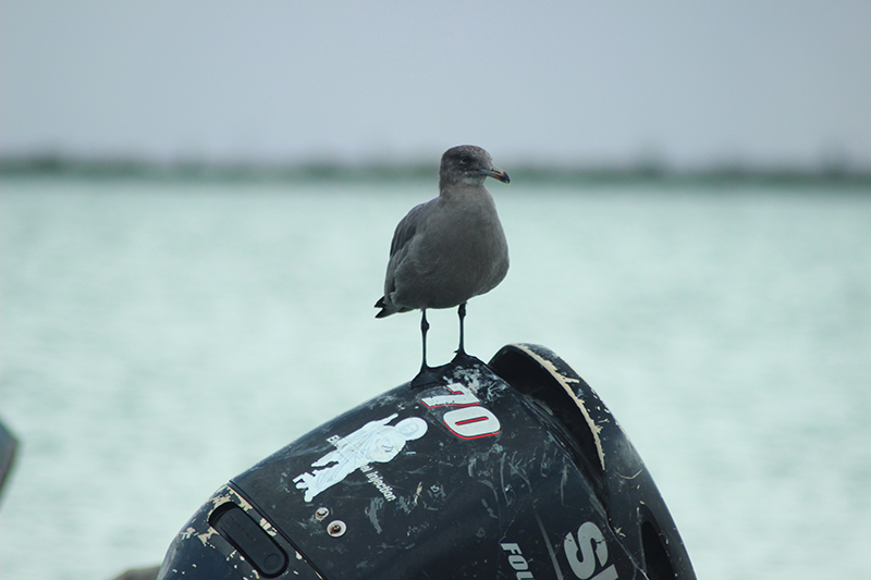 Oscar Fernando Moreno González 
