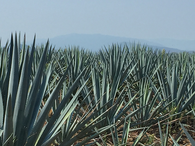 foto:Juan Benjamin Rex Calderon  - lo hecho en México