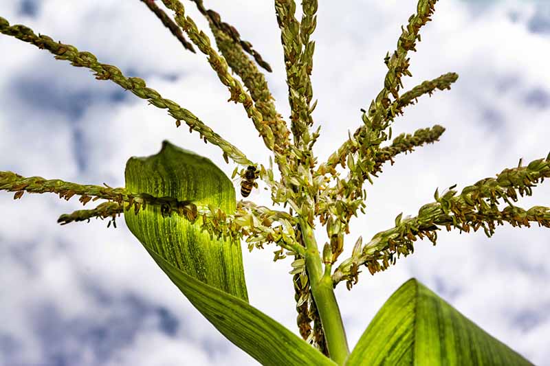 foto:Carlos alberto García Mayorga  - lo hecho en México