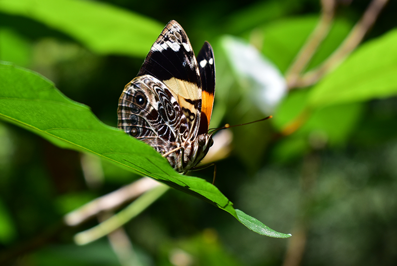 Manzo Domínguez José Ángel 