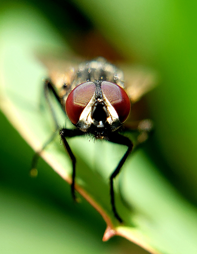 foto:Isaac Del Valle Godinez   - lo hecho en México