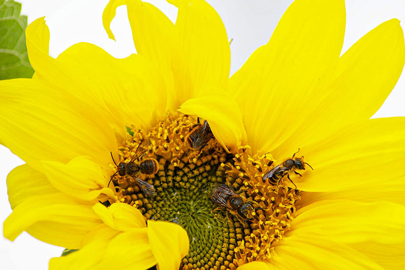 foto:Ana Karen Mojica Hernandez  - lo hecho en México