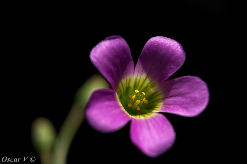 foto:Oscar neftali Vironchi Luna   - lo hecho en México