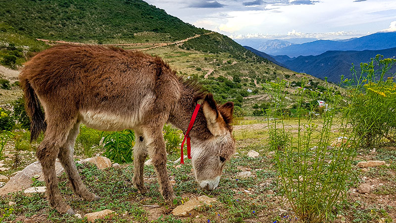 foto:Iván Lanuza Rodríguez  - lo hecho en México