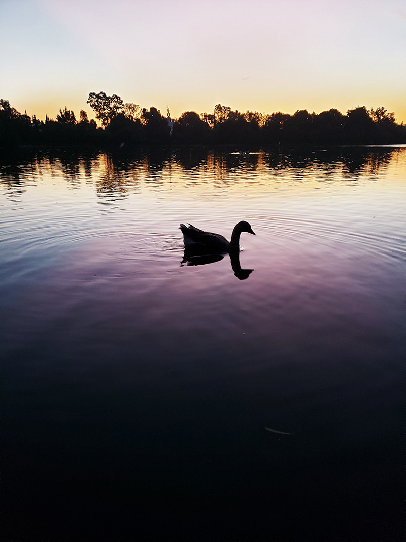 foto:Analorena Ilabaca Gálvez   - lo hecho en México