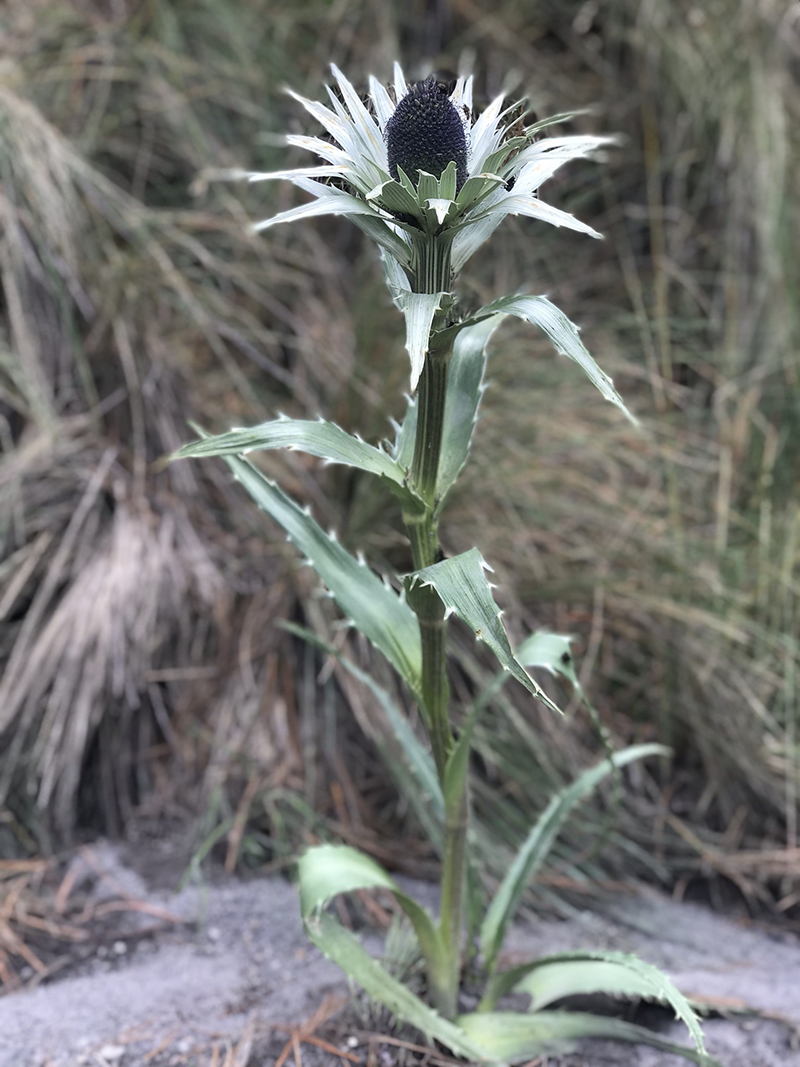 foto:Jessica alpizar Rivera   - lo hecho en México