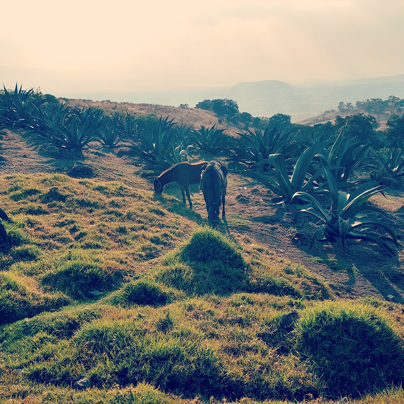 foto:Julián Salvador Herrera Hernández  - lo hecho en México