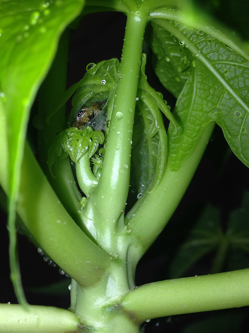 Mauricio Alejandro Clemente Guzmán 