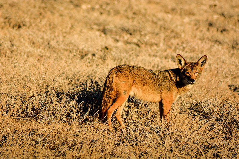 foto:SAID ADRIAN TOMP OSNAYA  - lo hecho en México