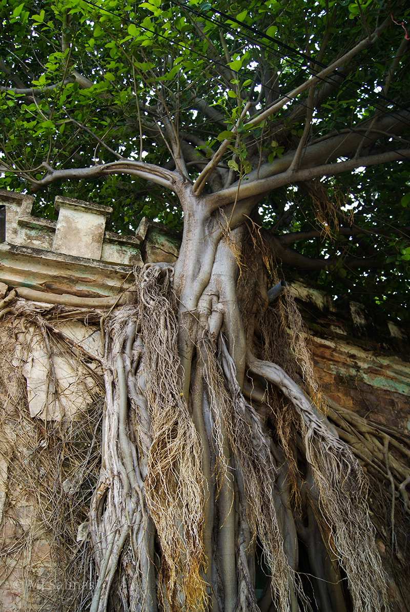 foto:Manuel de Jesús Salinas López  - lo hecho en México
