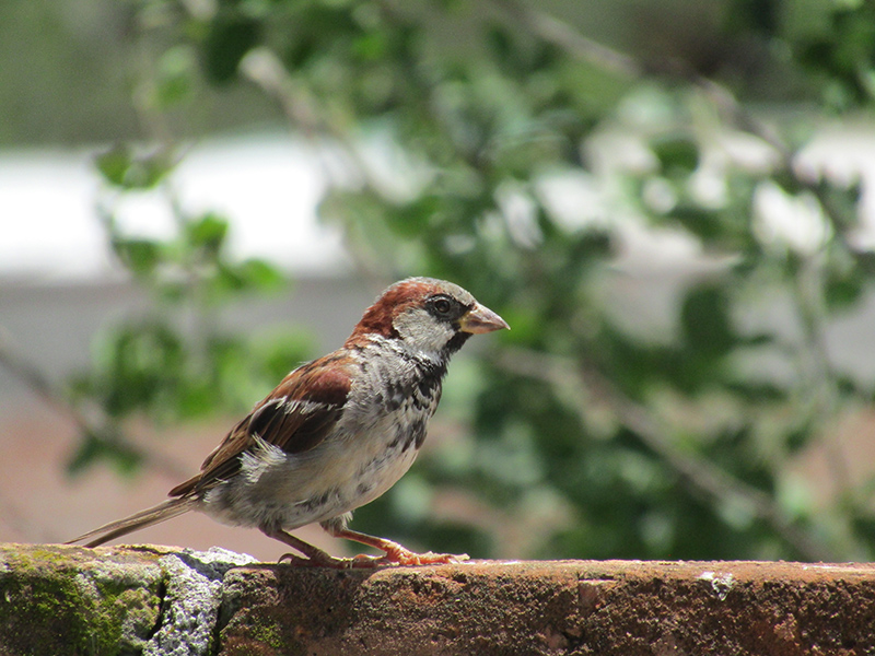 KAREN ARLETE PEREZ ANAYA 