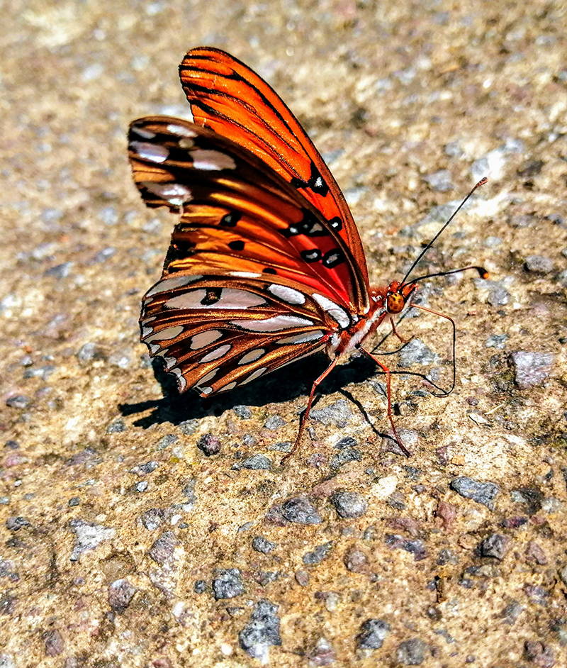 foto:Erick Michell Delgadillo Luna  - lo hecho en México