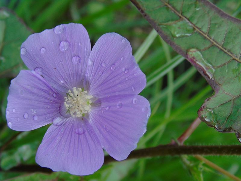 foto:Erick VIsca Cocotzin  - lo hecho en México