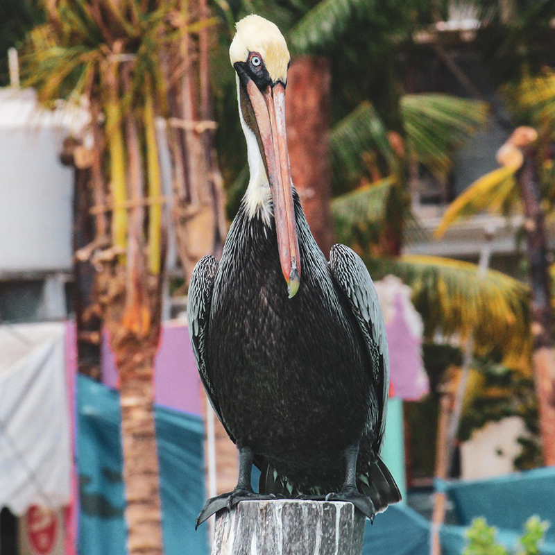 foto:Misael David Vergara Rojas - lo hecho en México