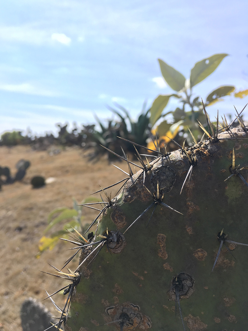 foto:Edgar Michaell Granillo Corona  - lo hecho en México