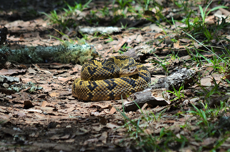 carlos campos godines  