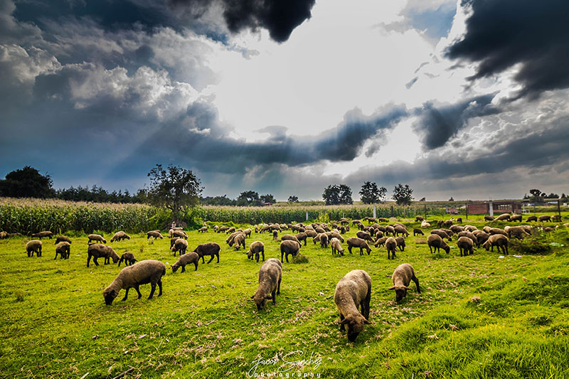foto:jacob sanchez garcia - lo hecho en México
