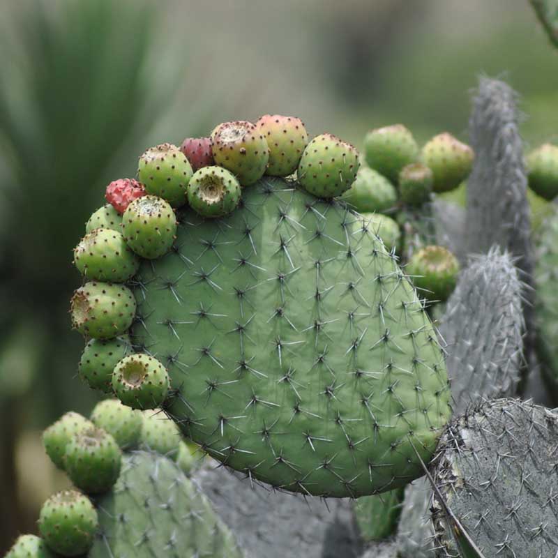 foto:Joshua Alejandro Fragoso Garcia  - lo hecho en México