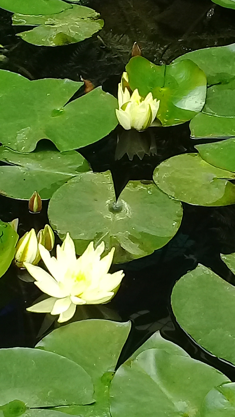 foto:Alejandra Contreras González   - lo hecho en México