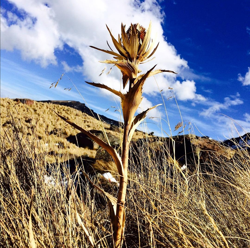 foto:José Antonio Cárdenas Franco   - lo hecho en México