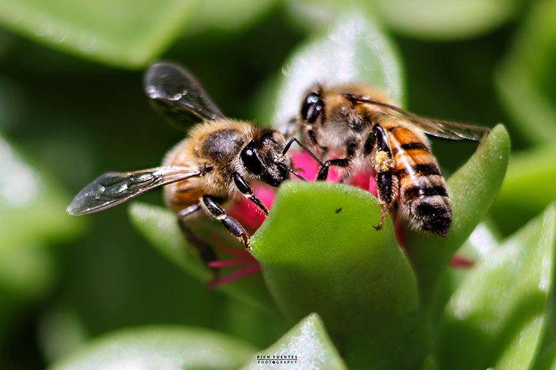 foto:Ricardo Fuentes Gutiérrez  - lo hecho en México