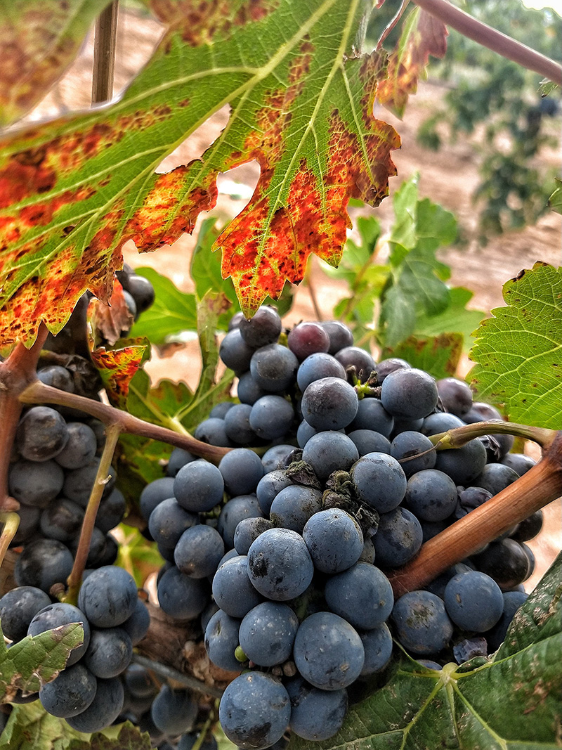 foto:Karen Vargas Castañeda  - lo hecho en México