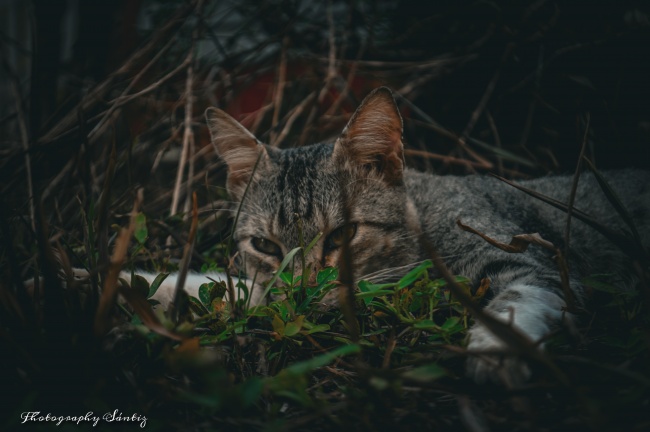 foto:Jerry Leonel Sántiz Jimenéz   - lo hecho en México