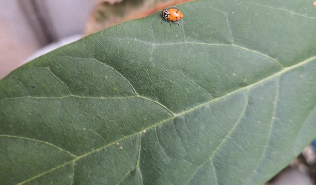 foto:Khale Amauris Chang Lopez   - lo hecho en México