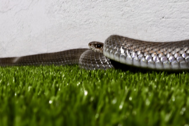 foto:David Suárez Domínguez   - lo hecho en México
