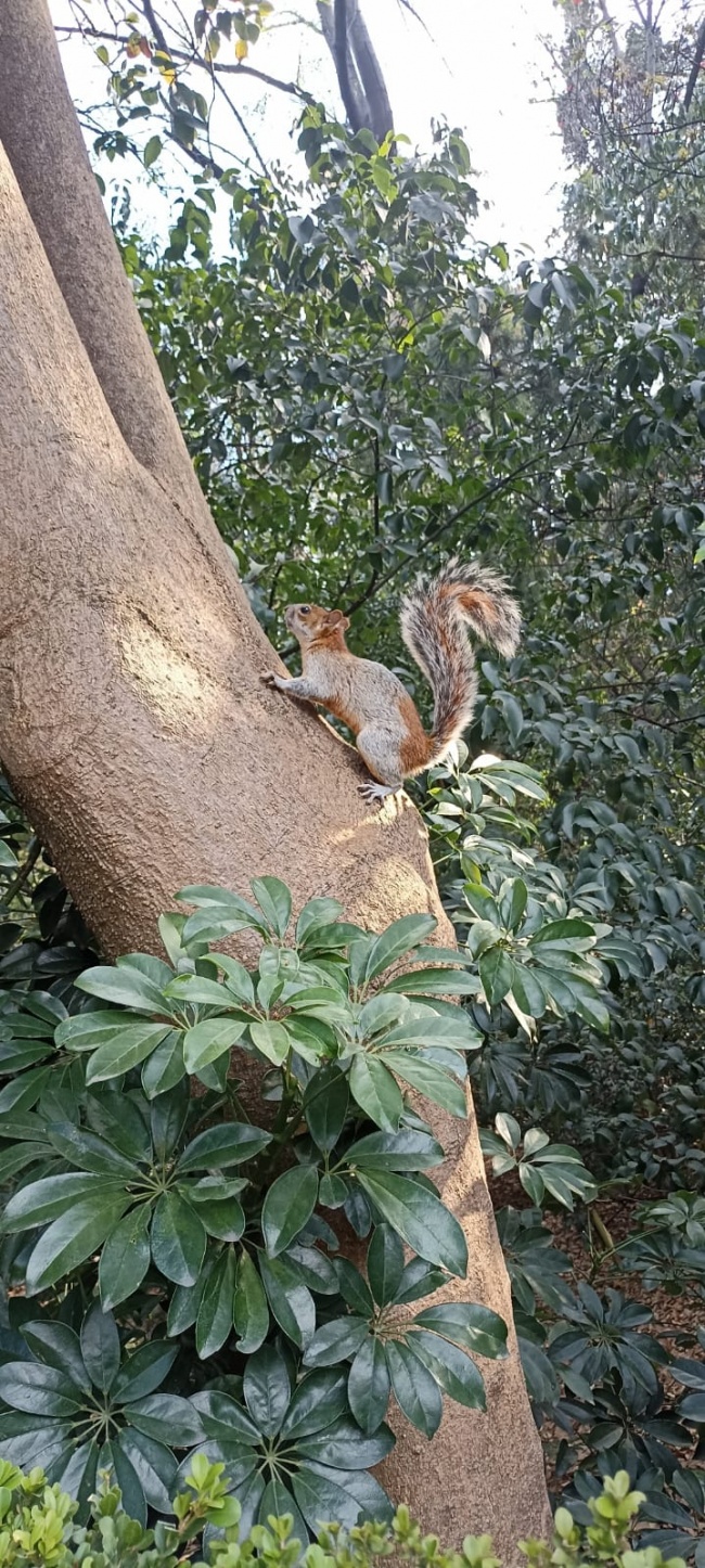 foto:Elías Flores Cortés   - lo hecho en México