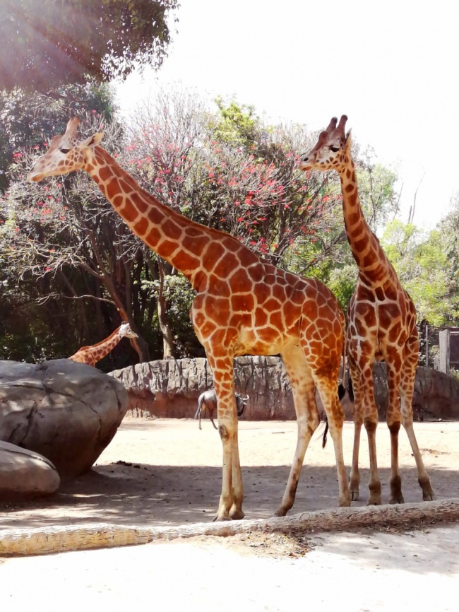 foto:Alicia Sánchez  - lo hecho en México