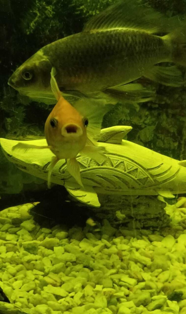 foto:José Camilo Degante Gutiérrez  - lo hecho en México