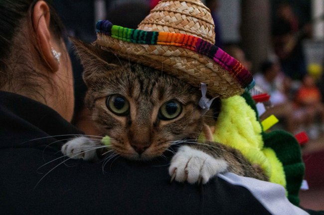 foto:Emiliano Alejandro Cancino Nolasco   - lo hecho en México