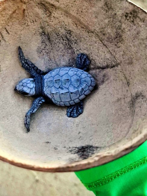 foto:Alexis Emilio Daza Morga  - lo hecho en México