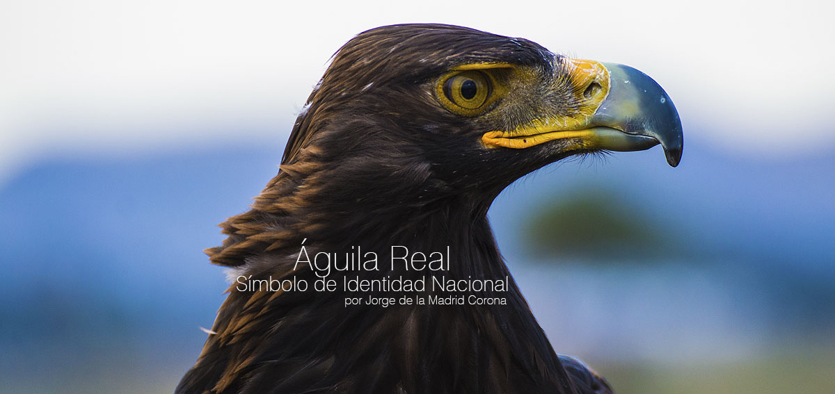 Águila Real: Símbolo de Identidad Nacional – Lo hecho en México