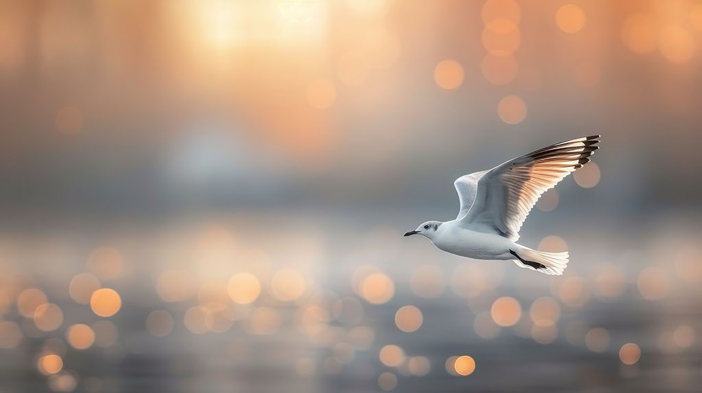 Gaviota