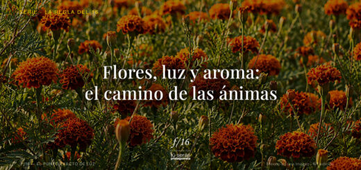 Flores luz aroma