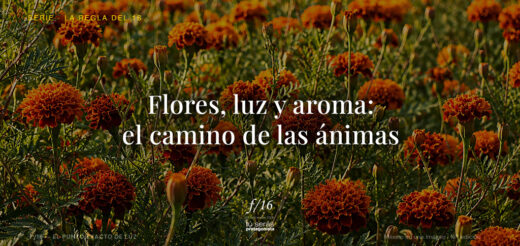 Flores luz aroma